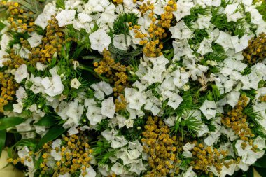 Sarı aksanlı beyaz çiçeklerin yakın plan fotoğrafı. Görüntü narin yapraklar ve doğal, canlı yeşil bir arkaplan içeriyor..