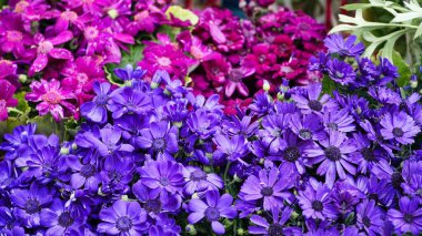 Canlı mor ve pembe çiçeklerin yakın plan çekimi bir bahçede çiçek açıyor..