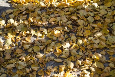 Parlak sarı yapraklar zemini kaplıyor. Sonbahar güneşinin ılık parıltısı altında doğal bir halı oluşturuyor. Değişen mevsimin güzelliğini gösteriyor..