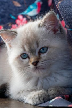 Parlak mavi gözlü tüylü bir kedi yavrusu canlı çiçekli kumaşla çevrili ahşap bir yüzey üzerinde rahatça dinlenir. Güneş ışığı yumuşak kürküne vurgu yapar.