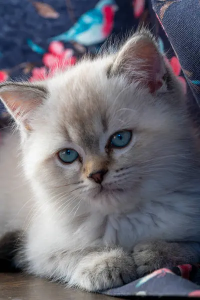 Parlak mavi gözlü tüylü bir kedi yavrusu canlı çiçekli kumaşla çevrili ahşap bir yüzey üzerinde rahatça dinlenir. Güneş ışığı yumuşak kürküne vurgu yapar.