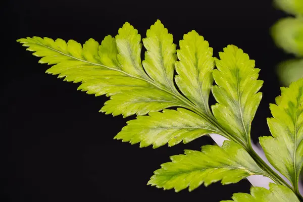 Canlı yeşil eğreltiotu yaprağı yumuşak doğal ışıkla aydınlatılan karmaşık doku ve desenler sergiler. Hassas yapısı ve zengin rengini gözler önüne serer..