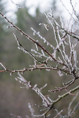 Buz sessiz bir ormanda ince dallara tutunur, serin hava sahneyi kapladığında ve ağaçlar yumuşak arka planda kaybolurken sakin bir kış anı yaratır..