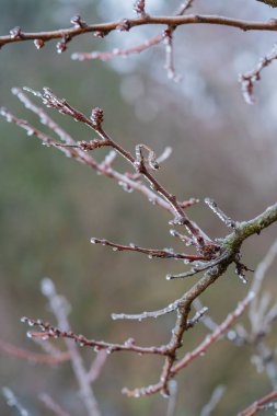 Donmuş damlacıklarla süslenmiş narin dallar, sakin bir ormanda, sakin bir sabah vakti doğanın güzelliğini yakalıyorlar..