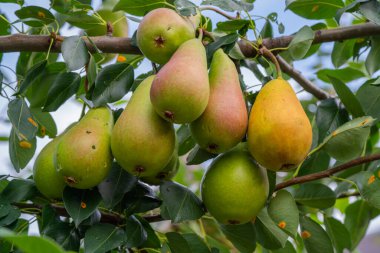 Açık mavi gökyüzünün altındaki yeşil yapraklarla çevrili bir ağaç dalından sarkan yeşil ve sarı tonlarda olgunlaşmış armutlar..
