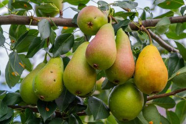 Olgun ve olgunlaşmış armutlardan oluşan bir küme, yemyeşil bir ağaç dalından sarkmakta, yemyeşil bir meyve bahçesinde güneşlenmekte..