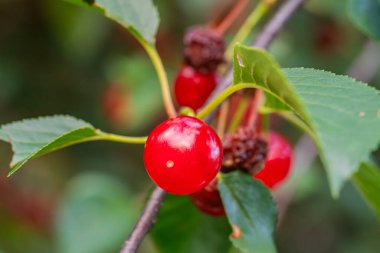 Parlak kırmızı kirazlar yeşil yapraklı bir dala asılı, ılık yaz ışığında güneşleniyorlar. Canlı renkler, çevreleyen yapraklarla çok güzel tezat oluşturuyor..