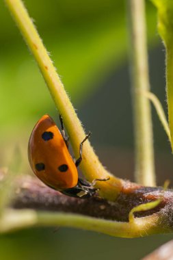 Siyah benekli parlak bir turuncu uğur böceği yemyeşil bir bahçeye tırmanır. Sıcak güneş ışığı, doğanın canlı renklerini ve karmaşık detaylarını vurgular..