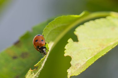 Uğur böceği parlak güneş ışığı altında parlak yeşil bir yaprağa tünemiş ve siyah benekli kırmızı kabuğunu göstermektedir. Çevredeki yapraklar olay yerine derinlik katıyor..