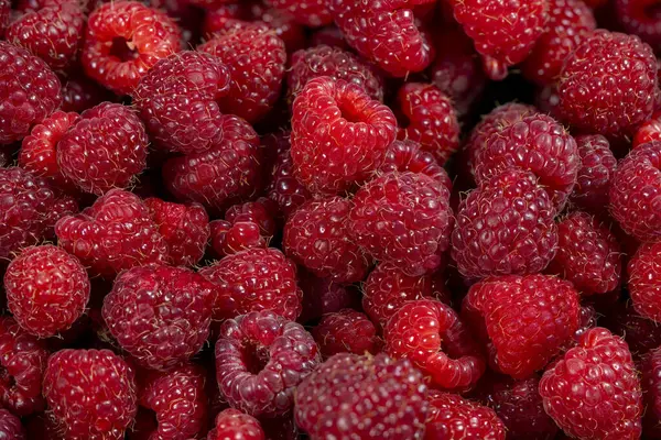 Parlak kırmızı ahududulardan oluşan geniş bir çeşitlilik çerçeveyi doldurarak dolgun ve sulu doğalarını gözler önüne seriyor. Böğürtlenler yeni toplandı, parlıyor..