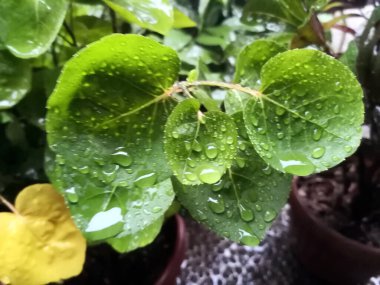 Yeşil Yaprakların Dokuları Yağmur damlalarıyla sıçradı