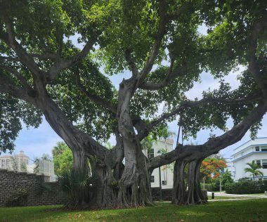 Güzel Eski Banyan Ağacı