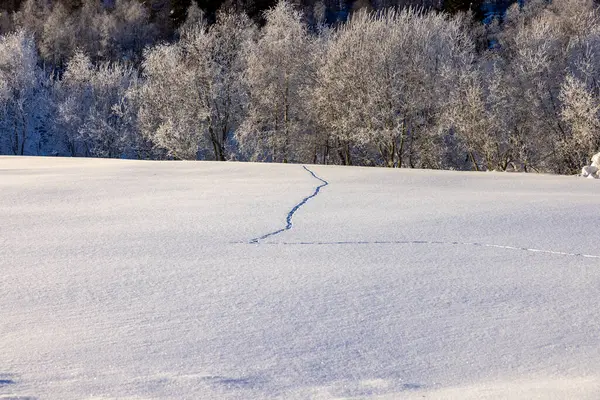 stock image fox trail over the frozen lake in winter landscape 