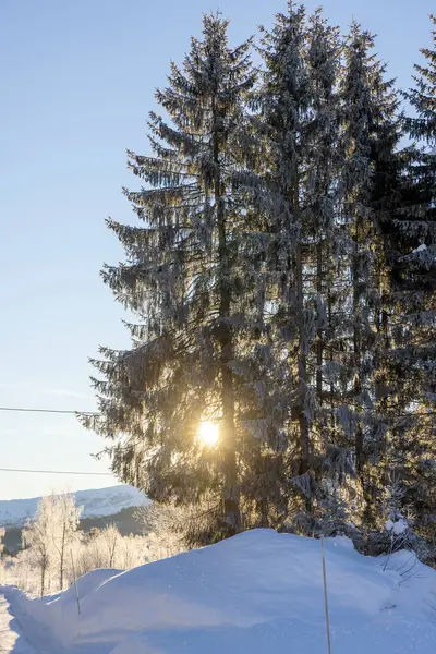 stock image pine trees in winter landscape with sun backlightv