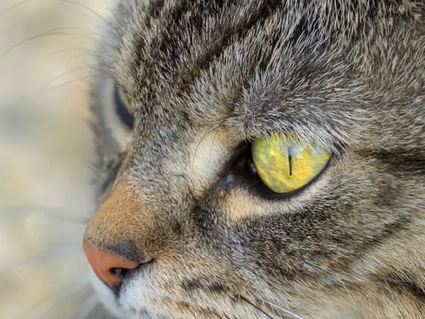 Yeşil ve sarı gözlü gri bir kedinin kafasının yakın çekimi.