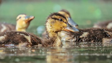 Mallard ördeği - parkta bir göldeki yetişkinler ve çocuklar