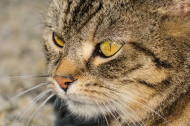 Yeşil ve sarı gözlü gri bir kedinin kafasının yakın çekimi.