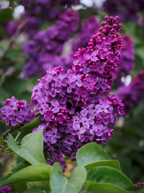 Bahar bahçesinde açan leylağın kırmızı-menekşe çiçekleri