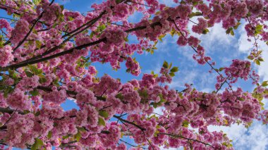 Güneşli bir bahar gününde açan Japon kiraz ağacı