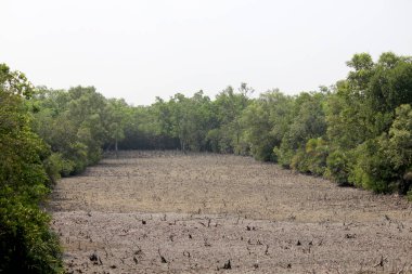 Sundarbans: Dünyanın en büyük Mangrove Ormanı ve UNESCO Dünya Mirasları Merkezi. Bengal Kaplanlarının Yuvası. 
