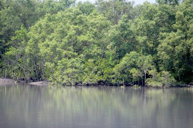 Sundarbans: Dünyanın en büyük Mangrove Ormanı ve UNESCO Dünya Mirasları Merkezi. Bengal Kaplanlarının Yuvası. 