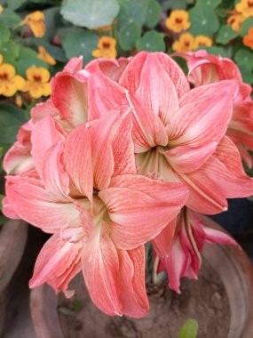  Amaryllis leydisi Jane Flowers tam çiçeklenme durumunda. Çifte çiçek Amaryllis Amaryllis Çifte taç yapraklı çiçekler