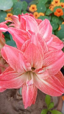 Amaryllis 'Lady Jane' is a stunning variety known for its double blooms, characterized by multiple layers of petals that create a lush, full appearance.  clipart