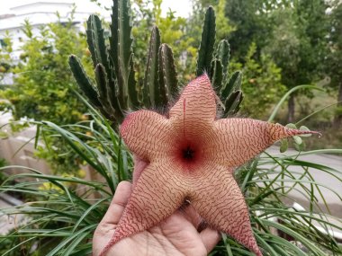 Stapelia dev çayı, çok yıllık sulu bitkilerdir ve yaygın olarak tuhaf, eşsiz renkli tüylü çiçeklerini bilirler. Stapelia dev çayı, yaygın olarak leş çiçeği olarak bilinir, büyük, yıldız şeklindeki etli desenli ve çarpıcı desenli çiçekleri barındırır..