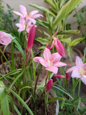 Pink Rain Lily flowers, also known as Zephyranthes grandiflora, are charming perennials that thrive in moist conditions. These delicate pink blooms appear after rain, adding a touch of elegance to gardens and landscapes. clipart