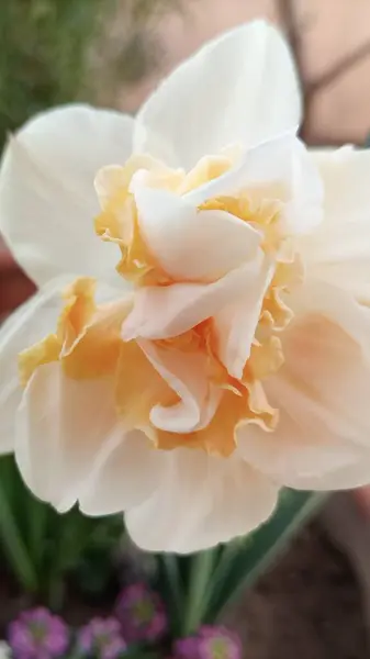 Baharda beyaz ve turuncu nergisler. Çift nergisli çok yapraklı çiçek Narcissus Replete olarak da bilinir. Tatlı kokulu çiçekler.