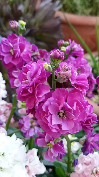 Mor Stok Çiçekleri, bilimsel olarak Matthiola incana olarak bilinir, zengin renkleri, büyüleyici kokuları ve bol çiçekleriyle sevilir..