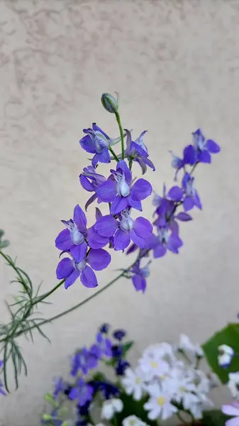 Delphinium cinsinin bir parçası olan mor tarlakuşu, sayısız canlı mor çiçekle süslenmiş uzun sivri uçlarıyla tanınır. Çiçekler, bahçe manzaralarında çarpıcı ve gösterişli cazibesine katkıda bulunan, karmaşık taç yaprakları ve merkezi bir çıkıntıya sahip..
