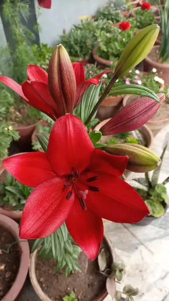 Lilium catoroze, canlı kokulu çiçekleri ve çarpıcı yapraklarıyla büyüleyici ve nadir bulunan bir zambak türüdür. Uygun bakım ve dikkatle, çeşitli bahçe ortamlarında gelişebilir, hem estetik güzellik sunar. 