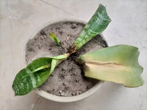  Yılan fabrikası ölen bitkinin üst görüntüsü. Sanseveria bir saksıda çürümüş bitki.