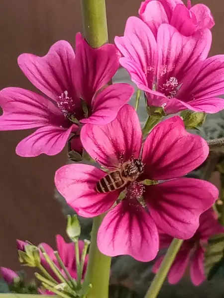 Fransız Mallow 'unun mor pembe çiçekleri ve tozlaştırıcı bal arısı