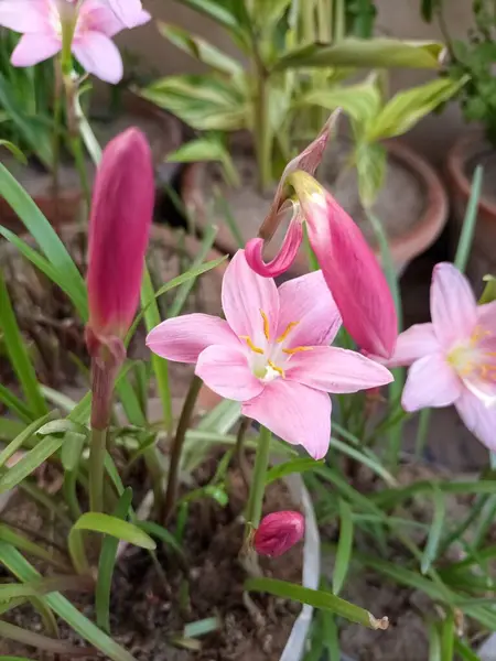 Pembe Yağmurlu Zambak çiçekleri, Zephyranthes grandiflora olarak da bilinir, nemli koşullarda büyüyen büyüleyici uzun ömürlülerdir. Bu narin pembe çiçekler yağmurdan sonra ortaya çıkar, bahçelere ve manzaralara biraz zarafet katar..