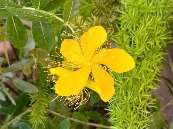 Hypericum Perforatum Tıbbi Özellikleri ve Kullanımları (St. John 's Wort) Çiçekleri