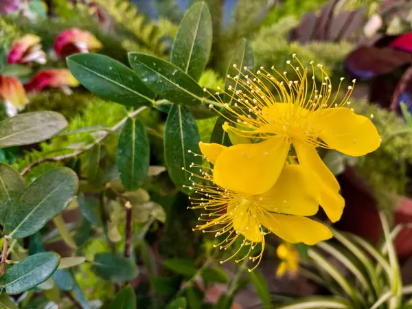Hypericum Perforatum Tıbbi Özellikleri ve Kullanımları (St. John 's Wort) Çiçekleri