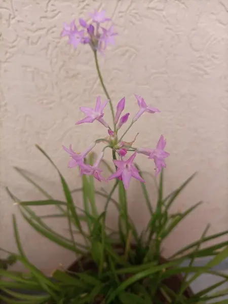 Toplum sarımsağı (Tulbaghia violacea), lavanta pembesi çiçekleri ve çimen gibi kokulu yapraklarıyla bilinen çok yönlü bir bitkidir..