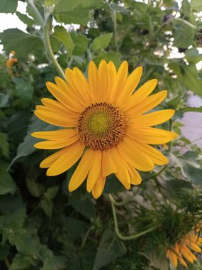 Vahşi Ayçiçekleri Yerli Peyzajlarında Güzellik (Helianthus annuus), parlak sarı yaprakları ve yüksek gövdeleriyle manzaraları süslemektedir..