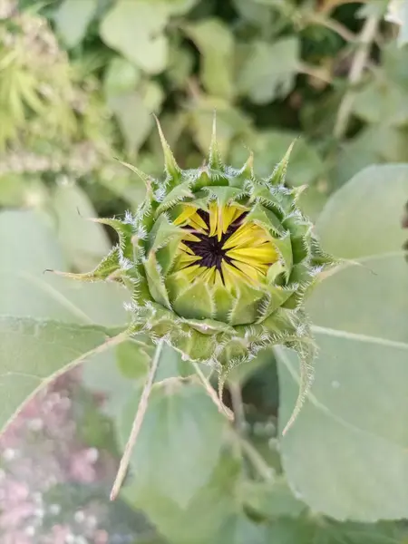 Yabani ayçiçeği tomurcuğu seçici bir odak ile yakın çekim. Yaban ayçiçekleri (Helianthus annuus), parlak sarı yaprakları ve yüksek gövdeleriyle manzaraları süsler.. 