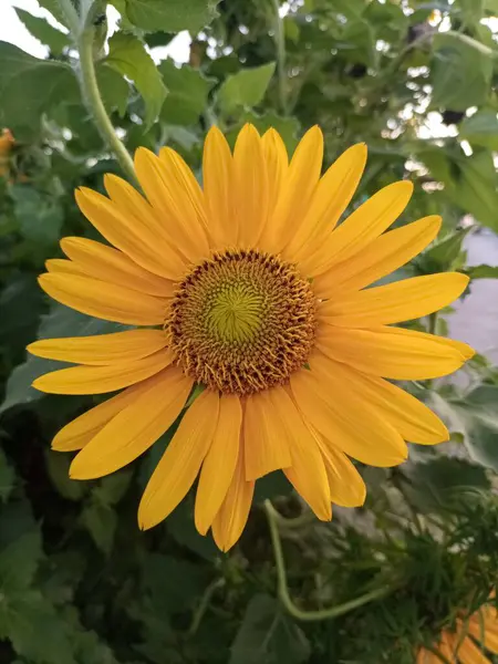 stock image Wild Sunflowers Beauty in Native Landscapes.wild sunflowers (Helianthus annuus), adorning landscapes with their brilliant yellow petals and towering stems.