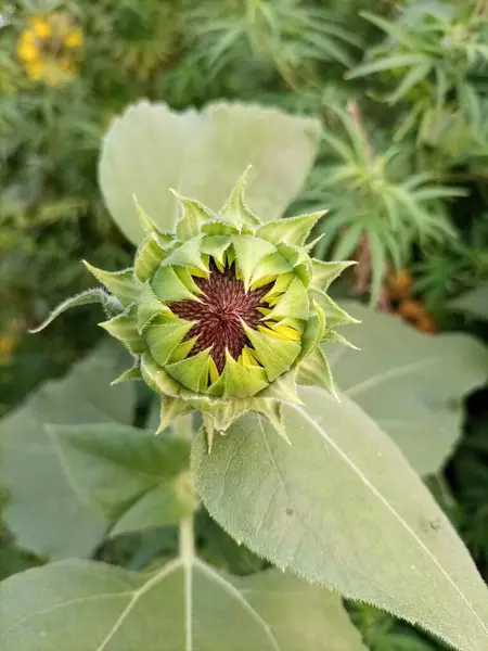 Sarı ayçiçeği tomurcuğu çiçek açmaya başlar.