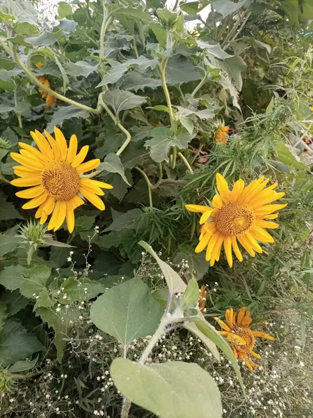 Yaban ayçiçekleri (Helianthus annuus), parlak sarı yaprakları ve yüksek gövdeleriyle manzaraları süsler..