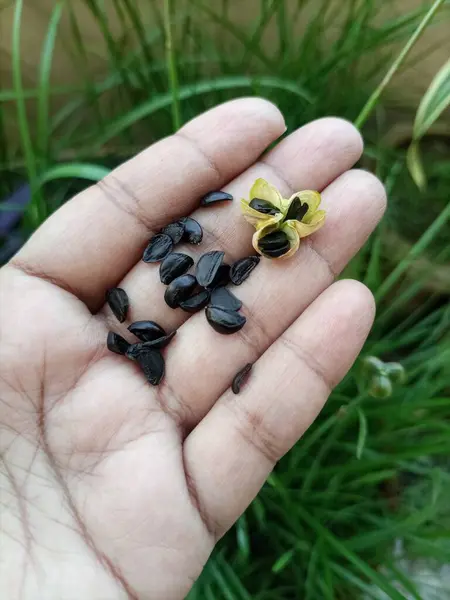 Sarı yağmurlu zambak (Zephyranthes citrina) tohum kabukları canlı sarı çiçekler açtıktan sonra oluşur. Bu küçük, yeşil tohumlar yavaş yavaş olgunlaşır ve içinde tohumlar bulunur.
