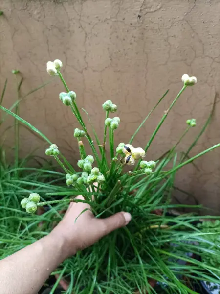 Sarı yağmurlu zambak (Zephyranthes citrina) tohum kabukları canlı sarı çiçekler açtıktan sonra oluşur. Bu küçük, yeşil tohumlar yavaş yavaş olgunlaşır ve içinde tohumlar bulunur.