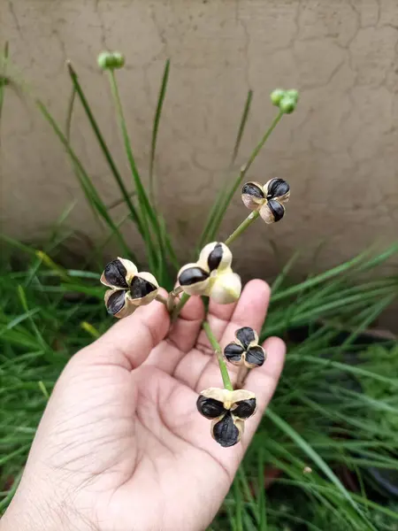 Sarı yağmurlu zambak (Zephyranthes citrina) tohum kabukları canlı sarı çiçekler açtıktan sonra oluşur. Bu küçük, yeşil tohumlar yavaş yavaş olgunlaşır ve içinde tohumlar bulunur.