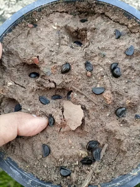 Nilüfer tohumları eken bir elin yakın plan görüntüsü tipik olarak küçük, koyu renkli tohumları tutan bir insanın elini gösterirdi.