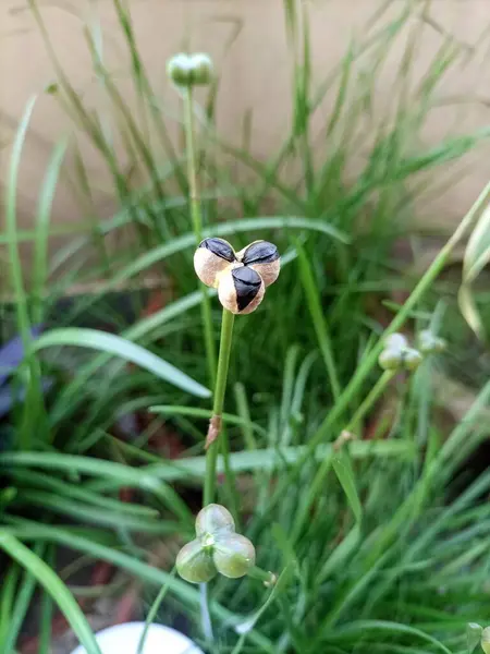  Sarı zambak (Zephyranthes citrina) çiçekli tomurcuklar ve tohum kabuklarının bir bahçe ortamında yakın plan çekimi. Tomurcuklar ince ve sivri, yeni açılmaya başlıyorlar, parlak sarı çiçeklerin vaadini ortaya çıkarıyorlar.. 