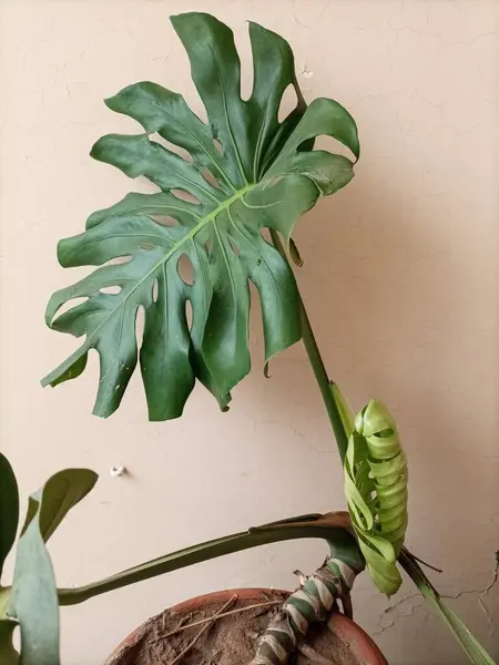 İsviçre peynir bitkisi, Monstera deliciosa olarak da bilinir. Karakteristik bölünmüş ve delinmiş deseniyle yaprak, canlı yeşil rengini ve karmaşık dokusunu gözler önüne sererek daha yeni açılmaya başlıyor..